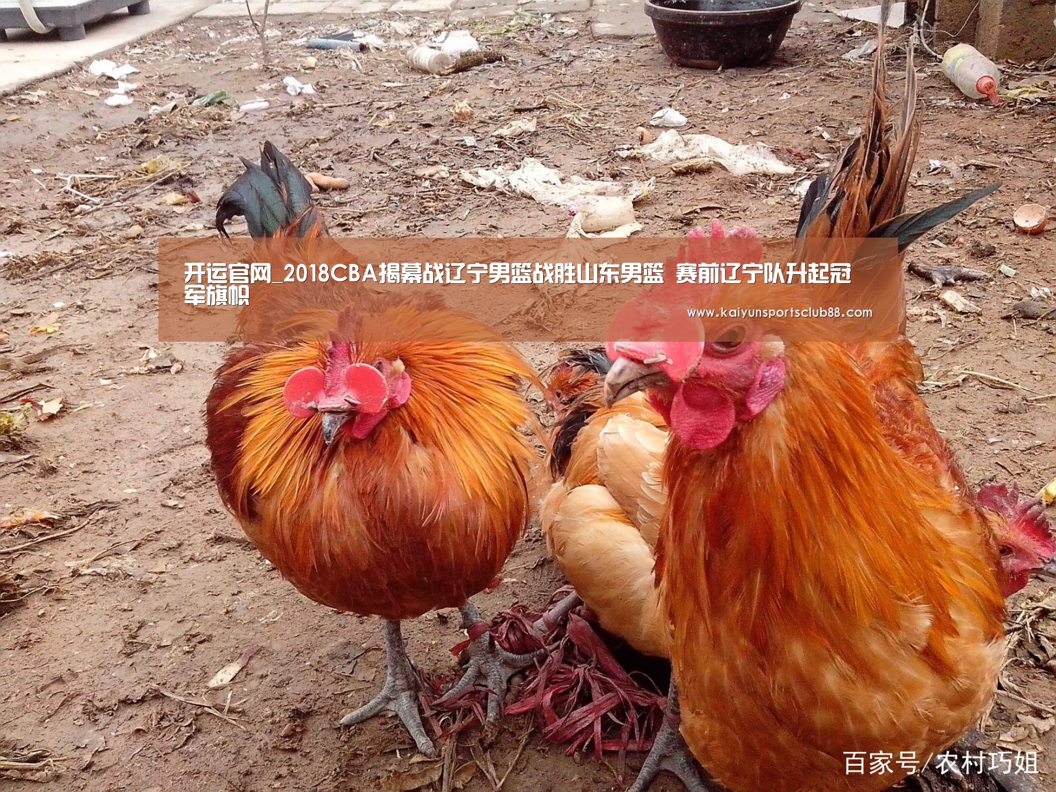 开运直播